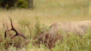51K views · 2.6K reactions | Bull elk up close | Wildlife throughhopeseyes. | Facebook