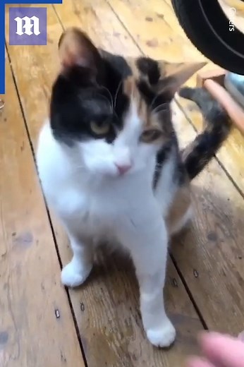 34K views · 526 reactions | This man taught his deaf cat to understand sign language so they can finally communicate!   via Caters News | Daily Mail Video | Facebook