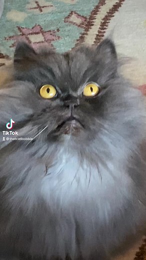 147K views · 7K reactions | Such an interesting species  | Bobbie the Persian | Facebook