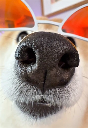 she’s my little soda pop 🥰 #sodapop #kpopdemonhunters #shibainu #柴犬 #vibe