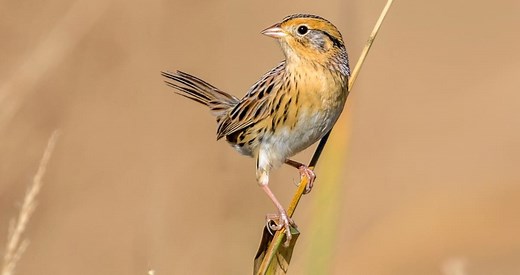 LeConte's Sparrow Identification, All About Birds, Cornell Lab of Ornithology
