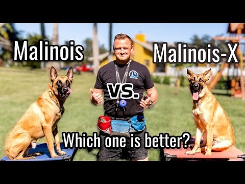 Belgian Malinois vs Malinois-X // Is the Malinois x GSD an even better dog?!