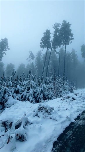 Discovering Bulgaria's Magical Nature #snow #mountainswiev #bulgaria #travel #winter #fog