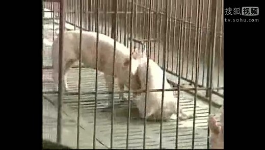 科学养猪技术视频-育肥猪饲养管理