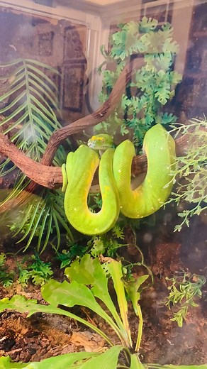 Tucking in Green Tree Python Biak - Morelia Viridis Reptiles
