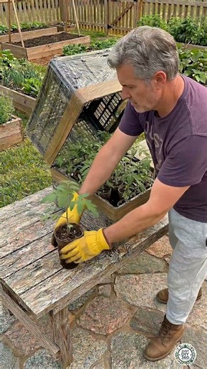 Easy DIY Greenhouse Using Plastic Crates | Organic Tomato Planting in Backyard Garden 🍅