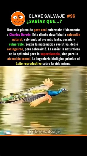 ¡El Error Que Casi Destruye A Darwin! 🧠 96% #evolucion #pavoreal #ciencia