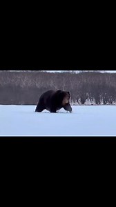 649K views · 65K reactions | Yep, that’s a GIANT brown bear in the dead of the Russian winter. #landofgiants | Euroasiahuntingunlimited | Facebook