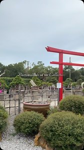 Buttonwoods, Conocarpus erectus, in the garden this week! | Wigert's Bonsai Nursery