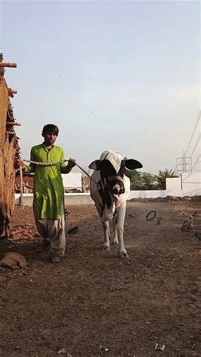 Angry bull 😰 Qurbani #shorts #cow #cattlewithmani #animals #india
