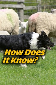 Did you know Border Collies' herding skills trace back to wolves? Discover how these incredible dogs mastered the art of guiding sheep! 🐕🐑#BorderCollie #AnimalLovers" | Animal Doozy