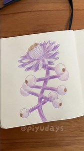 Drawing asteris flower 🌼🟣 grow a garden #sketchbook #robloxdrawing #robloxart #growagarden #roblox