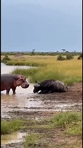 My Wildlife In 10 Seconds; by Gilbert Banda | It's the battle between the African giants. African savanna is the battle ground for wild epic battles. Hippo vs buffalo 🌍😱😳#reelsvideos | Gilbert Banda