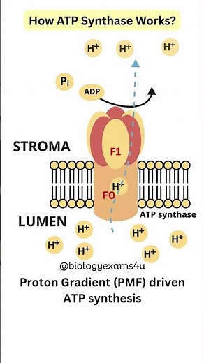 How ATP synthase works? Animation Amazing biological nanomachine #biology