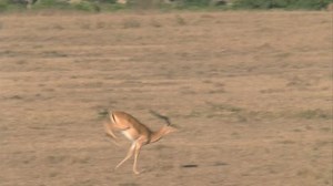 Male Impala Pronking Stock Footage Video (100% Royalty-free) 5757002 | Shutterstock