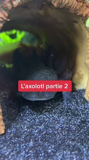 Aquarium Setup for Axolotl | Temperature, Filtration, and More!