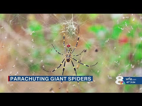 Huge parachuting spiders could invade Florida, scientists say