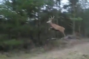 Deer Jumps So High His Antlers Scrape the Tree Branches