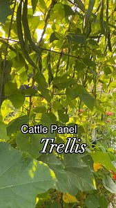6.3K views · 235 reactions | If you want a strong trellis to grow...