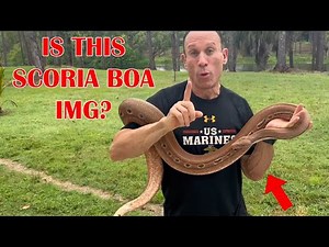 BIG BOAS; POWERFUL GENES!