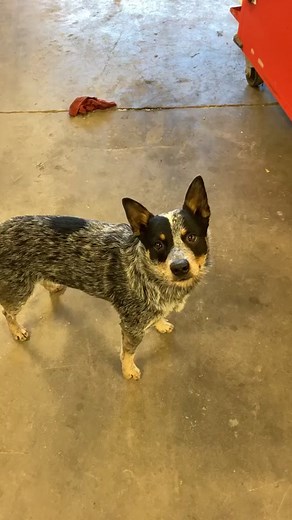 #blueheeler #heelersoftiktok #heelersforlife #tucker #fyp | blue heeler