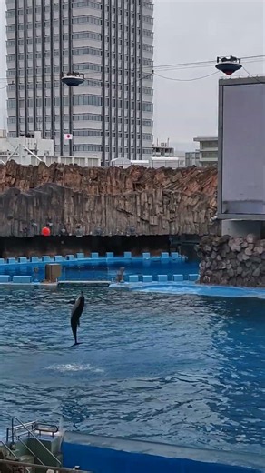 名古屋港水族館 その21 260313 #名古屋港水族館 #名古屋港 #aquarium