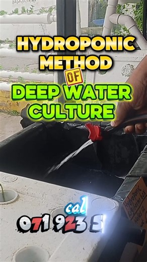 ✨️🌿Deep Water Culture (DWC)🌿✨️ is a hydroponic method where plant roots are suspended in a nutrient-rich, oxygenated water solution. It's a simple and efficient way to grow plants, especially leafy greens and herbs, without soil. In DWC, plants are typically supported by a floating raft or net pots, with their roots hanging down into the solution. ✨️🌿GROW TECH🌿✨️The only shop with such a large hydroponic collection. The only place that combines modern technology with agriculture.call 0719235