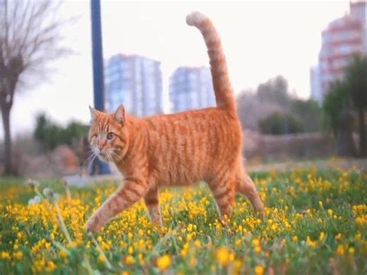 2.1K views · 34 reactions | This cat eye was damaged in an accident.❣️梁 Cutie  #cats #cat #catlover #catlife #catlovers #fbcat #kitten #pets #meow #kittens #catoftheday #kitty #cute #pet #cutecats #catlove | Power of Words | Facebook