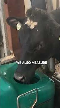 Cattle at ICBF Tully Progeny Test Centre