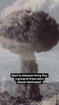 How this ancient tree beat extinction twice #GinkgoBiloba #Amazing