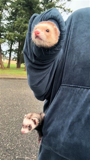 Ferrets are the most amazing and most stressful animals I have ever had. 😂😅 but I wouldn’t trade my girls for anything. ##fyp##ferret##storm##winter