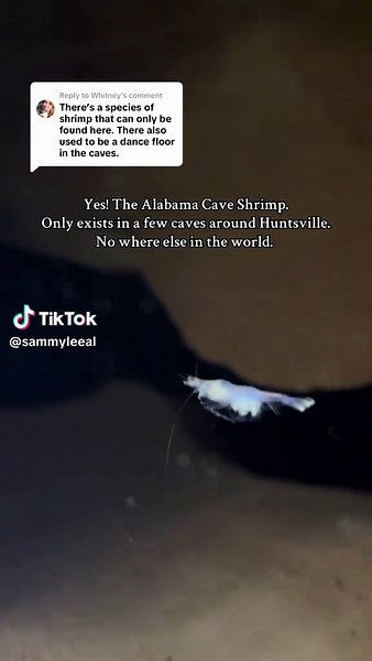 Replying to @Whitney I was lucky to see an Alabama Cave Shrimp in person! They are very rare. #huntsvillealabama #cave #fyp #shrimp #nature