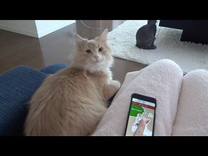 猫語翻訳機をつかってみた