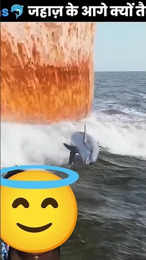 “Why Do Dolphins Swim Ahead of Ships?” 🐬🚢#facts #shots