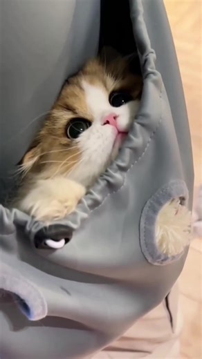 Cute Cat Moments: Adorable Kittens in Action