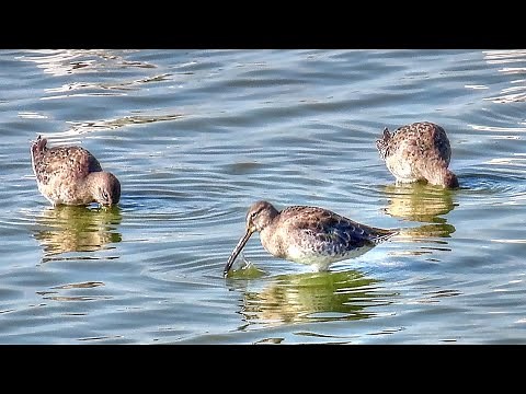Long-Billed Dowitchers Feeding - Mini-Documentary
