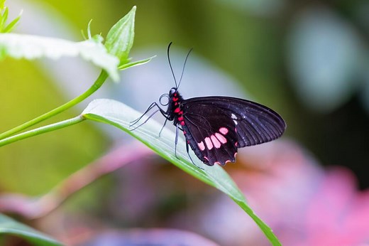 What does it mean when You see a Black Butterfly? 9 Spiritual Meanings