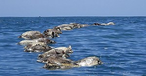 300 endangered sea turtles killed in Mexico