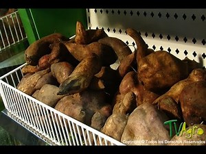 How to cultivate Yacon - TvAgro por Juan Gonzalo Angel