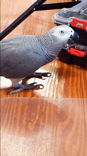 Apollo Investigates 🔍