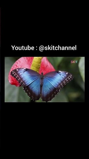 50 Types of Butterfly