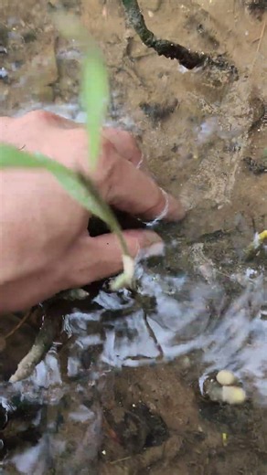How to find scallops 🐚🐚#fishing #fyp #Crab