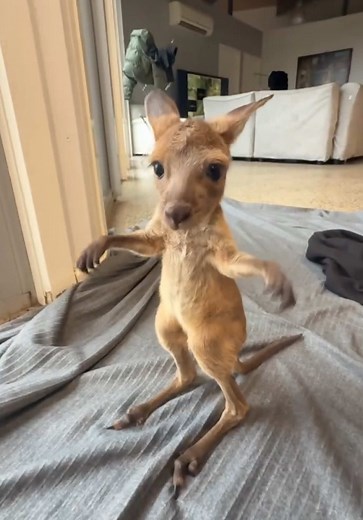 JJ getting in some much needed balance practice….. under close supervision of course! Isn’t it amazing how kangaroos use their tail for balance…… like a tight-rope balancing pole. Kangaroos use five points of their body for balance and movement, it’s also known as pentapedal locomotion. Keep up the good work Jj. We love you Jj! Xo #wildactionzoo #babykangaroo#kangaroojoey