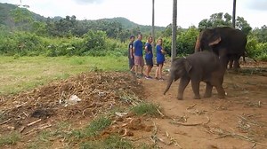 4.2K views · 47 reactions | This video is so cute! Listen to this baby elephant laughing during playtime! ❤️ | Storytrender | Facebook