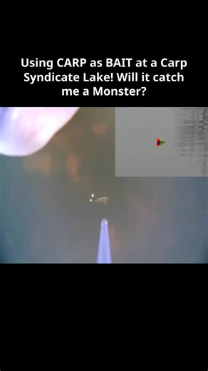 Using CARP as Bait at a Carp Syndicate Lake