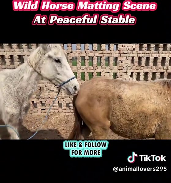 Wild Horse Matting at Peaceful Stable: Part 2