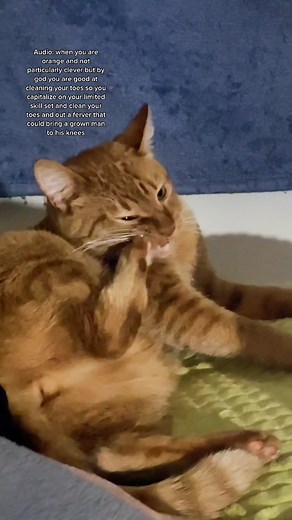 I have been waiting to use this audio for his next intensive toe cleaning session