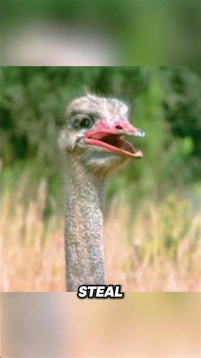 She Seduced An Ostrich. #movie #funny #comedy