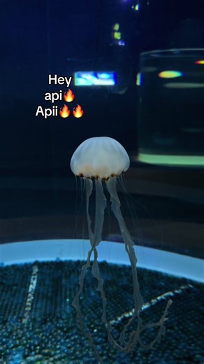 Khám Phá Thủy Cung Phú Quốc