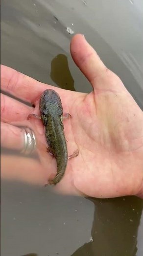 Releasing California Tiger Salamanders Back Into the Wild
